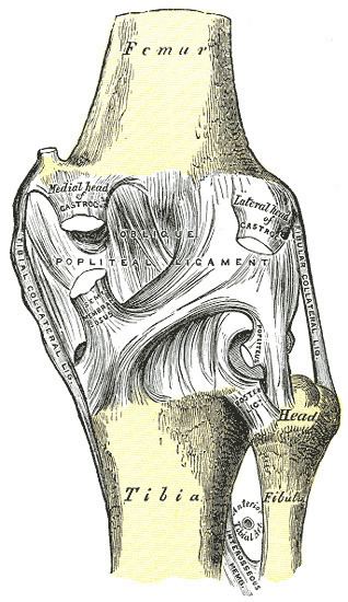 Posterior ligament of the head of the fibula
