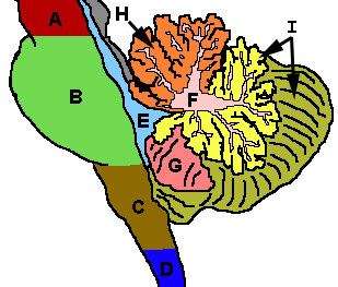 Posterior lobe of cerebellum