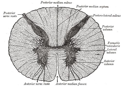 Posterior median sulcus of spinal cord