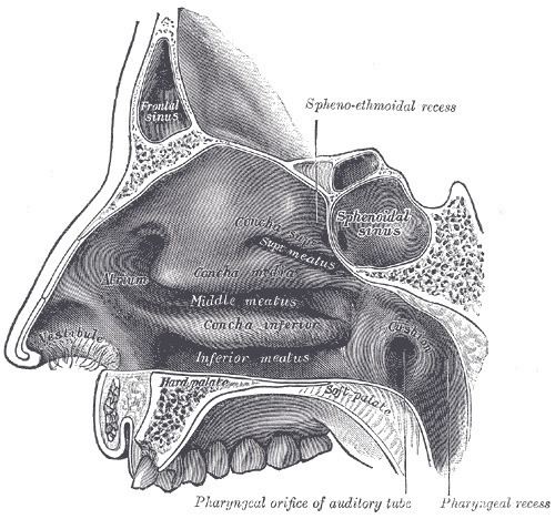 Posterior nasal apertures