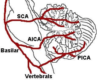 Posterior spinal artery