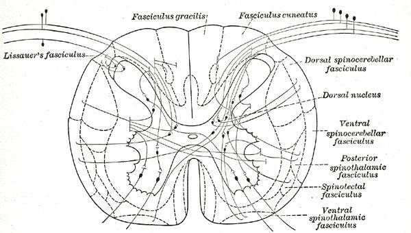 Posterior thoracic nucleus