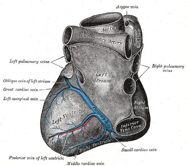 Posterior vein of the left ventricle