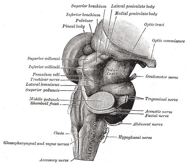 Posterolateral sulcus of medulla oblongata