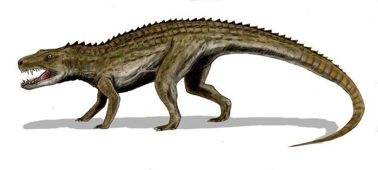 Postosuchus Postosuchus Wikipedia