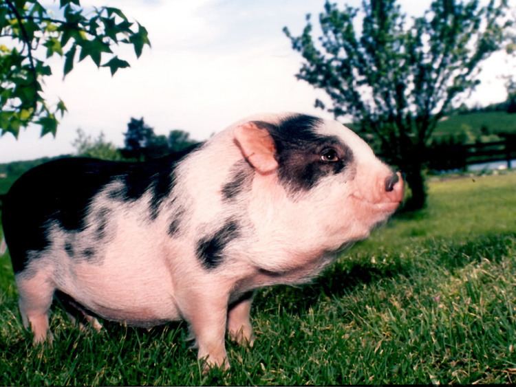 Pot-bellied pig PotbellyPigscom Everything you need to know about your pot