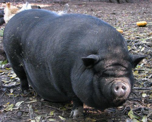 Pot-bellied pig 78 Best ideas about Pot Bellied Pig on Pinterest Pot belly pigs