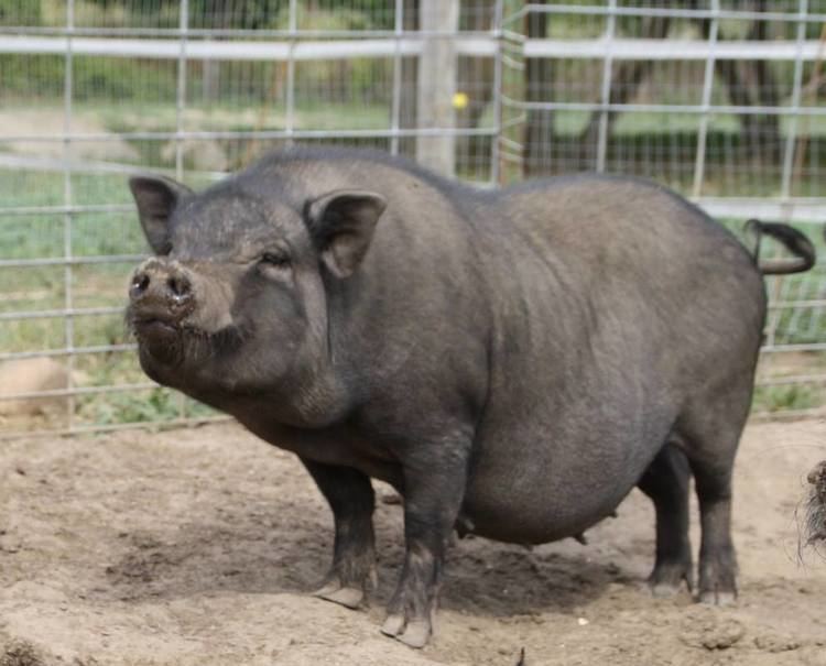 Pot-bellied pig PotBellied Pig
