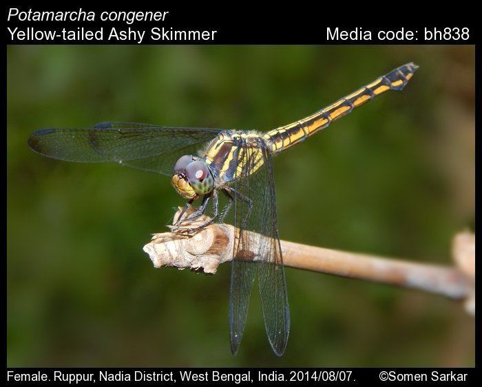 Potamarcha congener Potamarcha congener Yellowtailed Ashy Skimmer Odonata of India