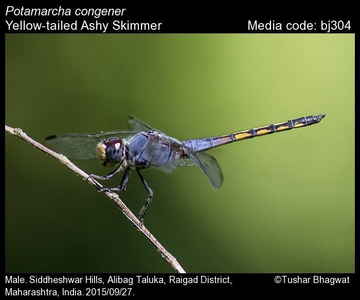 Potamarcha congener Potamarcha congener Yellowtailed Ashy Skimmer Odonata of India