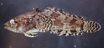 Potamobatrachus trispinosus wwwfishbaseseimagesthumbnailsjpgtnPotriu4jpg