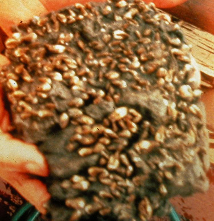 Potamocorbula amurensis wwwexoticsguideorgsitesdefaultfilesspeciesi