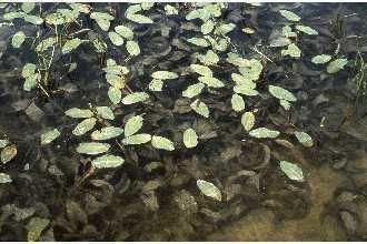 Potamogeton amplifolius Plants Profile for Potamogeton amplifolius largeleaf pondweed