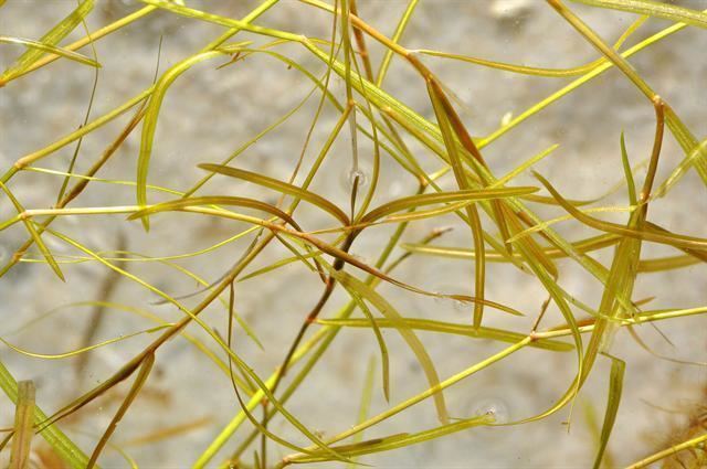 Potamogeton berchtoldii Small Pondweed Slender Pondweed Potamogeton berchtoldii Biopix