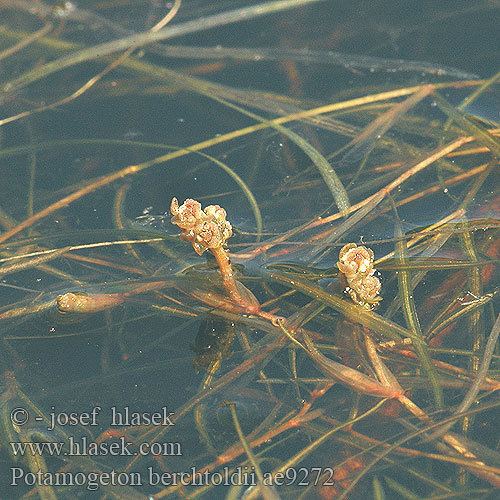 Potamogeton berchtoldii berchtoldii Rdest Berchtoldv Potamot Berchtold Small Pondweed