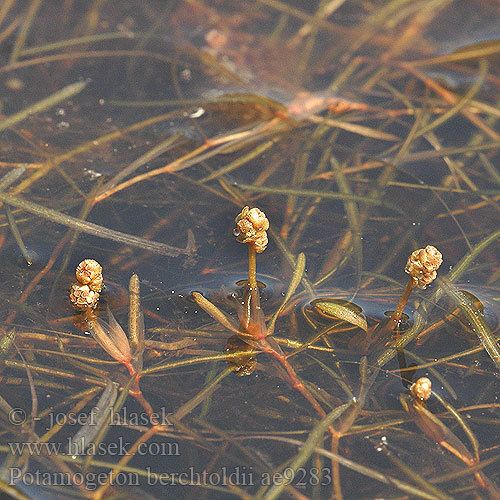 Potamogeton berchtoldii berchtoldii Berchtolds Laichkraut Klein fonteinkruid Liden Vandaks