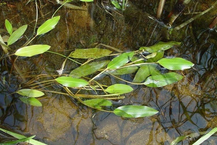 Potamogeton Potamogeton natans floating pondweed Go Botany