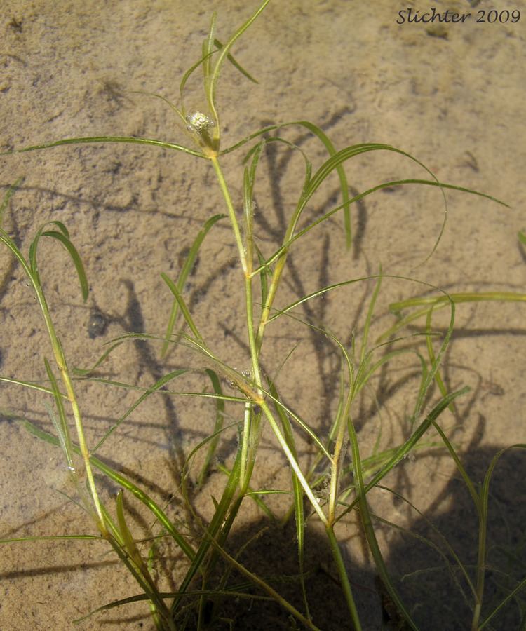 Potamogeton foliosus Pondweed Potamogeton foliosus ssp foliosus Synonyms Potamogeton