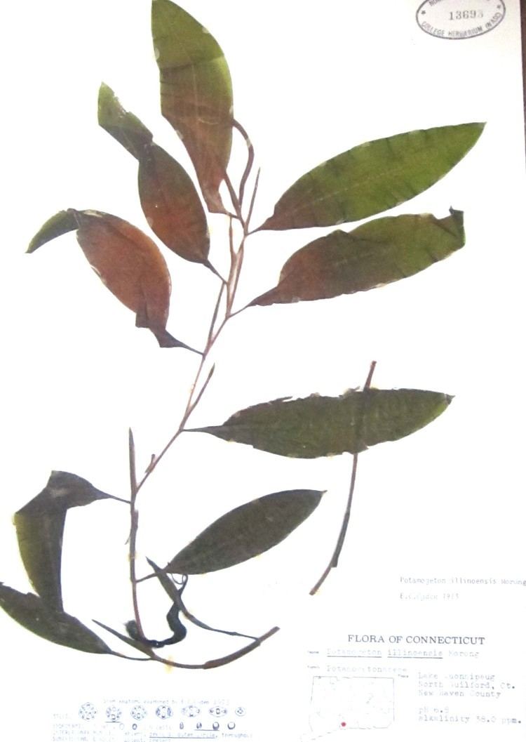Potamogeton illinoensis Classification Potamogetonaceae
