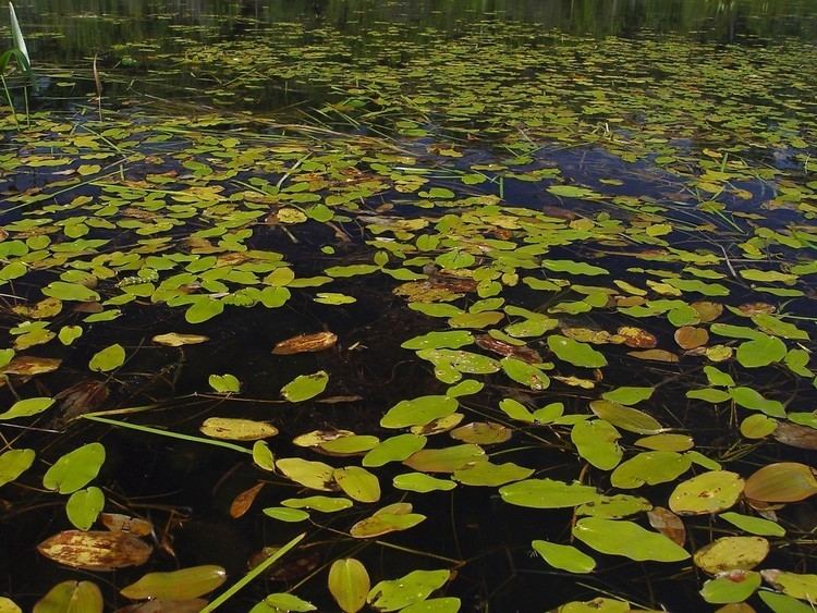 Potamogeton natans Potamogeton natans floating pondweed Go Botany