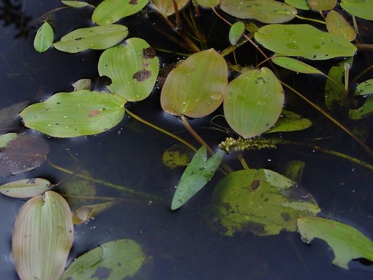 Potamogeton natans Potamogeton natans floating pondweed Go Botany