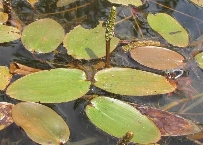 Potamogeton natans Pondweed POTAMOGETON NATANS