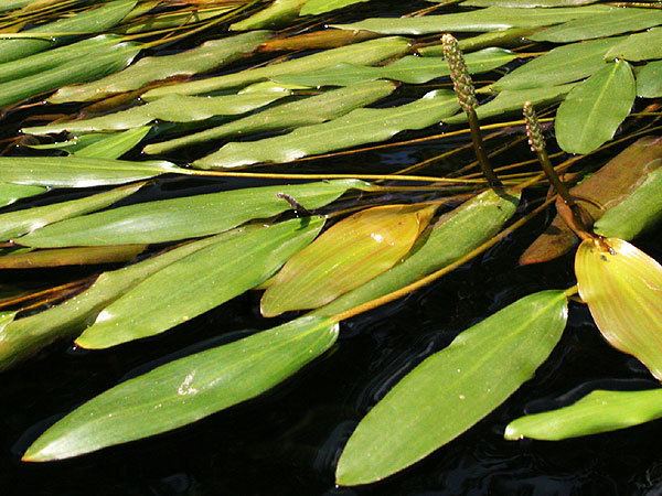 Potamogeton nodosus nodosus