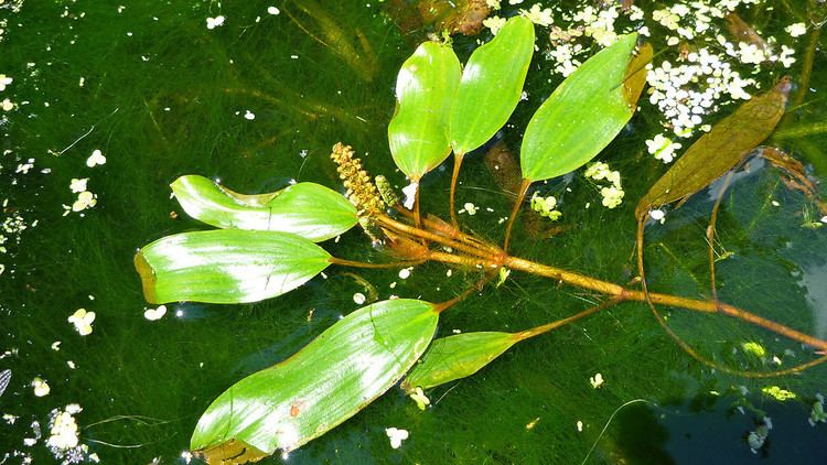 Potamogeton nodosus Potamogeton nodosus longleaved pondweed Go Botany