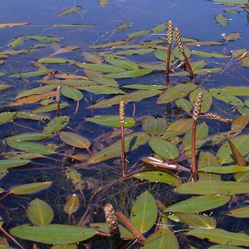 Potamogeton nodosus Longleaved Pondweed Potamogeton nodosus Plants of the