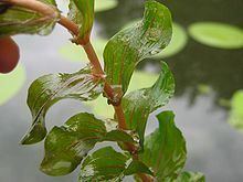 Potamogeton perfoliatus httpsuploadwikimediaorgwikipediacommonsthu