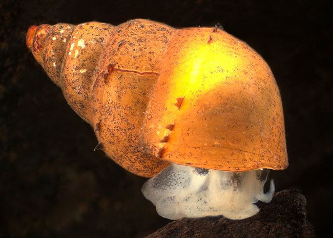 Potamopyrgus Mud snail Snails Landcare Research