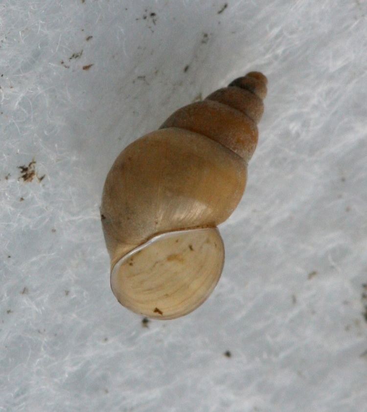 Potamopyrgus Jenkins39 Spire Snail Potamopyrgus antipodarum NatureSpot