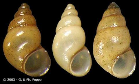 Potamopyrgus wwwgastropodscomShellImagesPRPotamopyrgusj