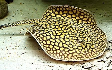 Potamotrygonidae MUNDO ANIMAL