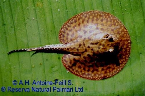 Potamotrygonidae Reserva Natural Palmari