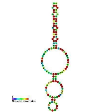 Potassium channel RNA editing signal