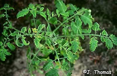 Potato leafroll virus Symptoms of potato leafroll virus on tomato plant