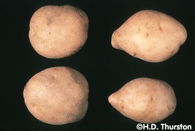 Potato spindle tuber viroid Potato spindle tuber viroid