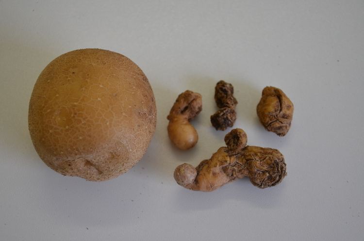 Potato spindle tuber viroid Potato spindle tuber viroid Department of Agriculture and Food
