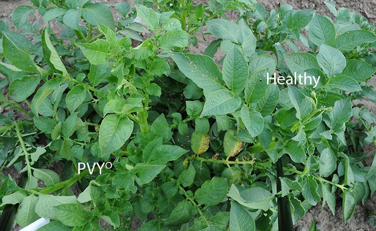 Potato virus Y Managing Potato Virus Y in Seed Potato Production