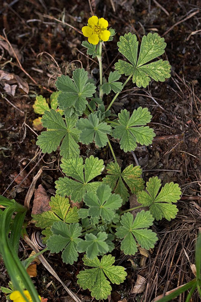 Potentilla arenaria httpsuploadwikimediaorgwikipediacommons77