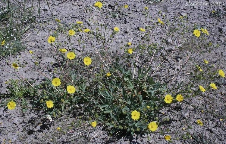 Potentilla diversifolia Diverseleaved Cinquefoil Differentleaved Cinquefoil Mountain