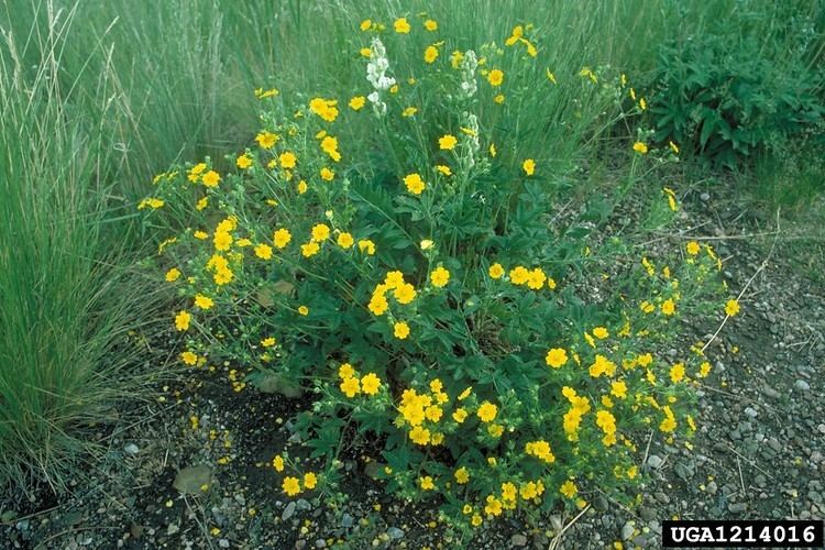 Potentilla gracilis - Alchetron, The Free Social Encyclopedia