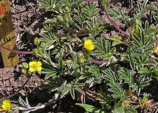 Potentilla hippiana Southwest Colorado Wildflowers Potentilla