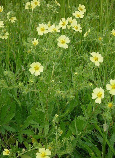 Potentilla recta Potentilla recta page