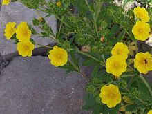 Potentilla recta httpsuploadwikimediaorgwikipediacommonsthu