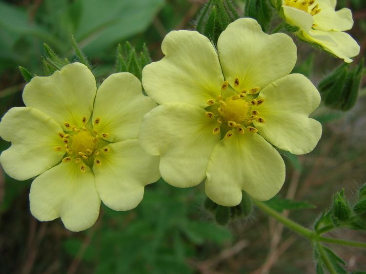 Potentilla recta AMCNH Potentilla recta Gallery amp Guide