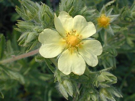 Potentilla recta Sulfur Cinquefoil Potentilla recta