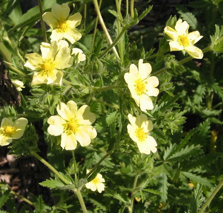 Potentilla recta Sulpher Cinquefoil Potentilla recta