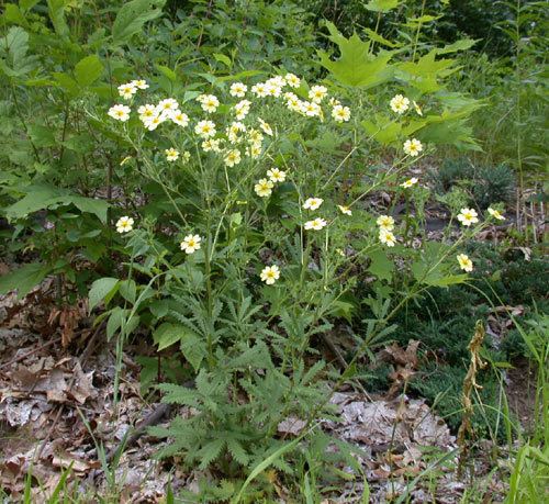 Potentilla recta Potentilla recta UMass Amherst Landscape Nursery amp Urban Forestry